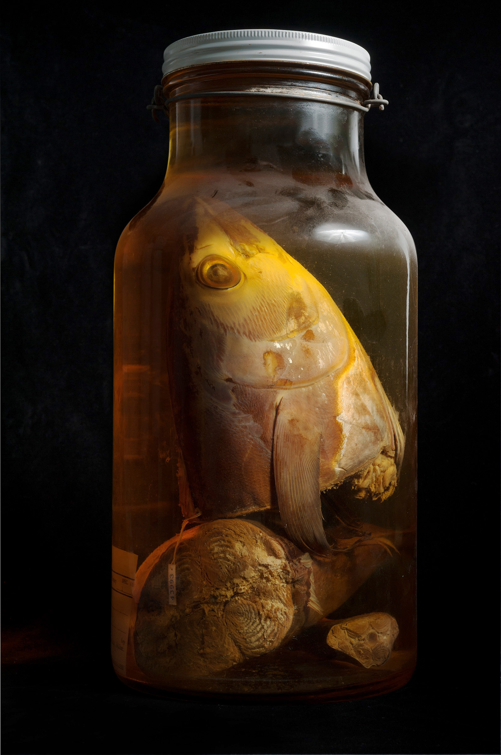 Atlantic Bluefin Tuna - Thunnus thynnus - Extinction photography project