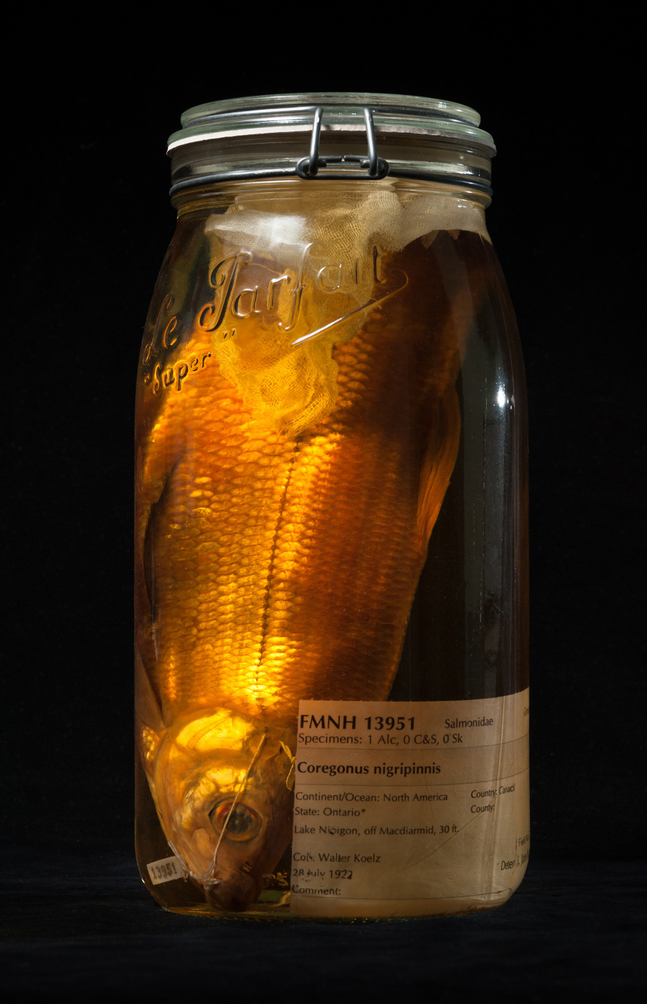 Blackfin Cisco Coregonus Nigripinnis Extinction Photography Project