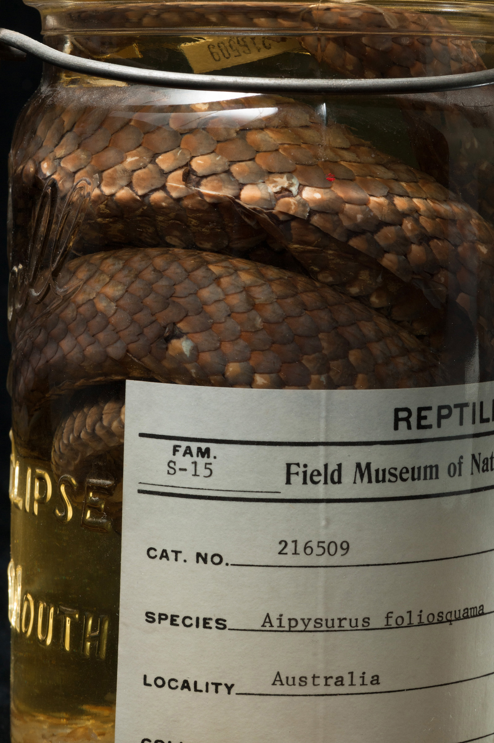 Rediscovered! The World'S Tiniest Snake Escapes Extinction - 0vbcbir